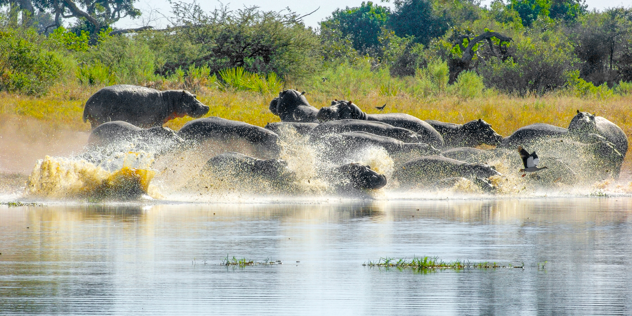 hippo safaris, moremi game reserve, africa holidays
