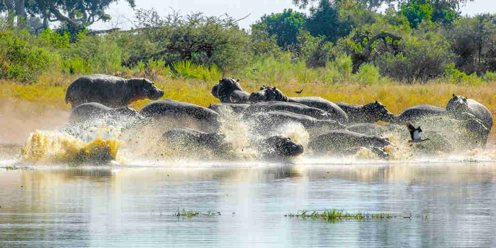 hippo safaris, moremi game reserve, africa holidays