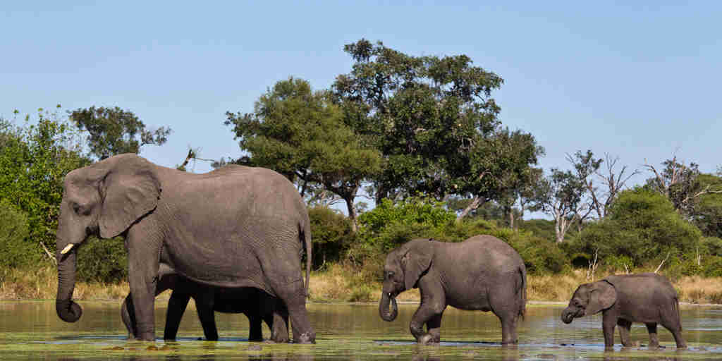 three elephants in botswana, africa areas and experiences