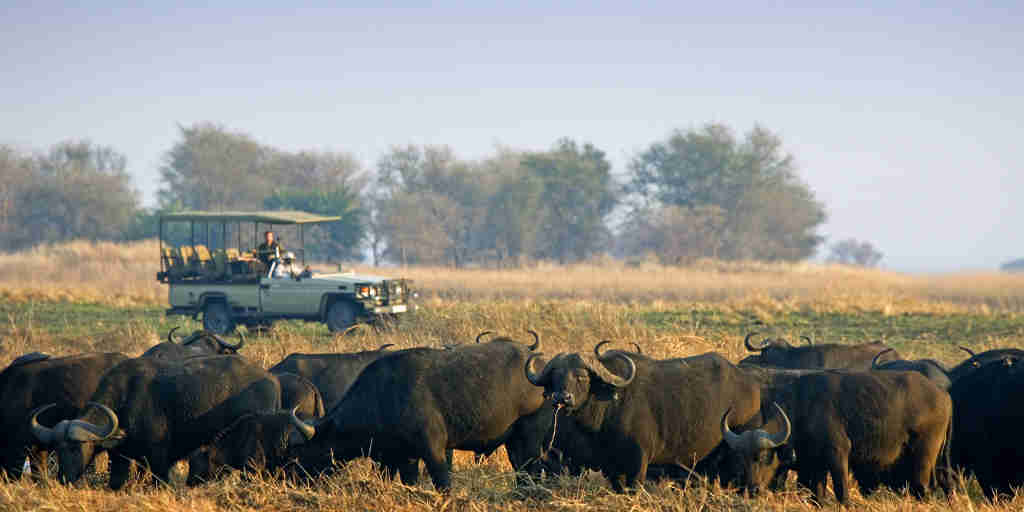 game drive, kafue national park, zambia safaris