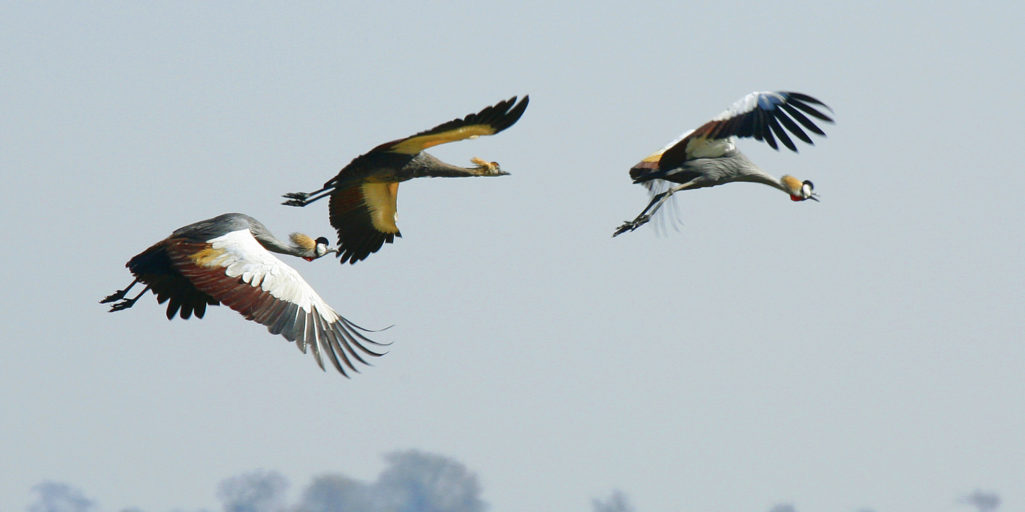 birds in kafue national park, zambia safaris