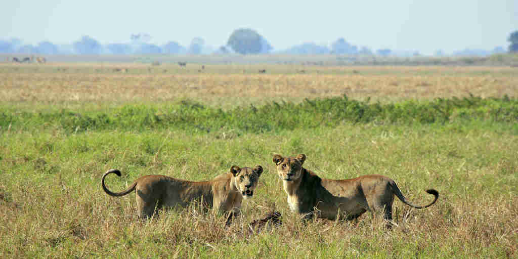 lions in kafue national park, zambia safaris