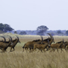 lechwe in kafue national park, zambia safaris