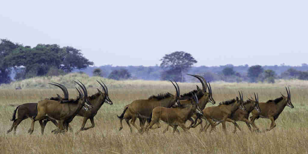 lechwe in kafue national park, zambia safaris