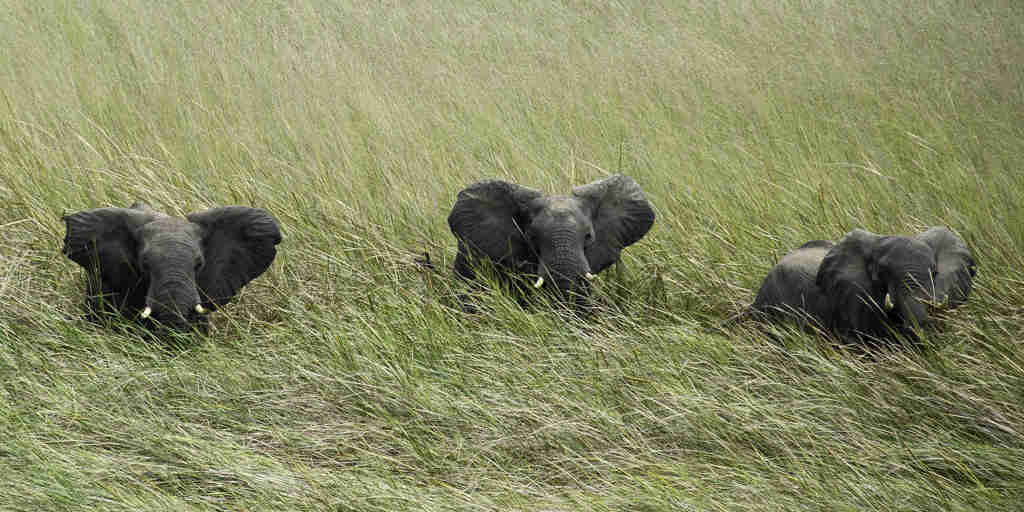 elephants in kafue national park, zambia safaris