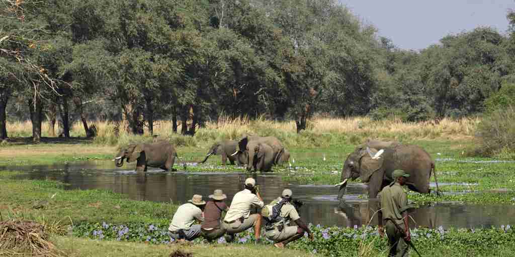 elephant safaris, lower zambezi national park, zambia