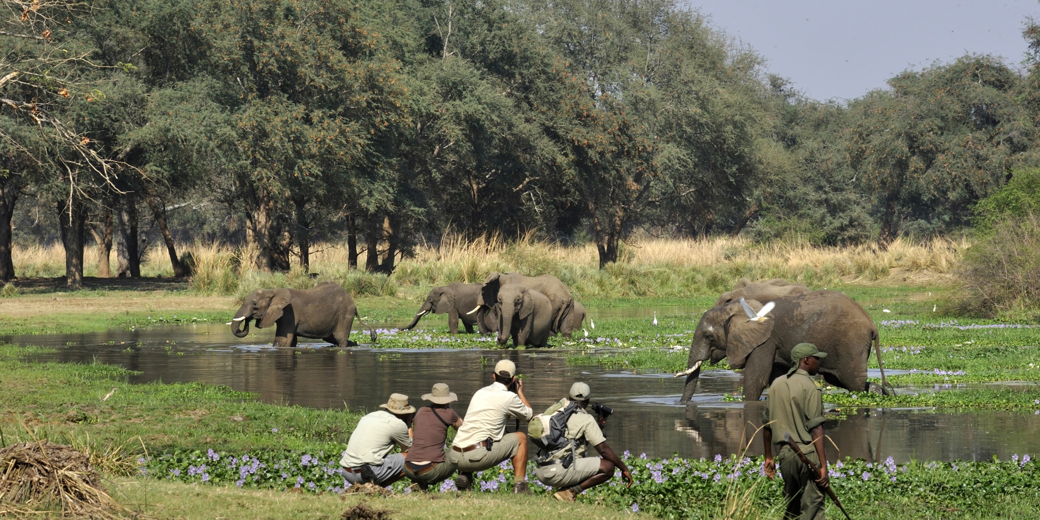 elephant safaris, lower zambezi national park, zambia