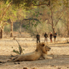 lion encounter, zambia walking safaris, zambia