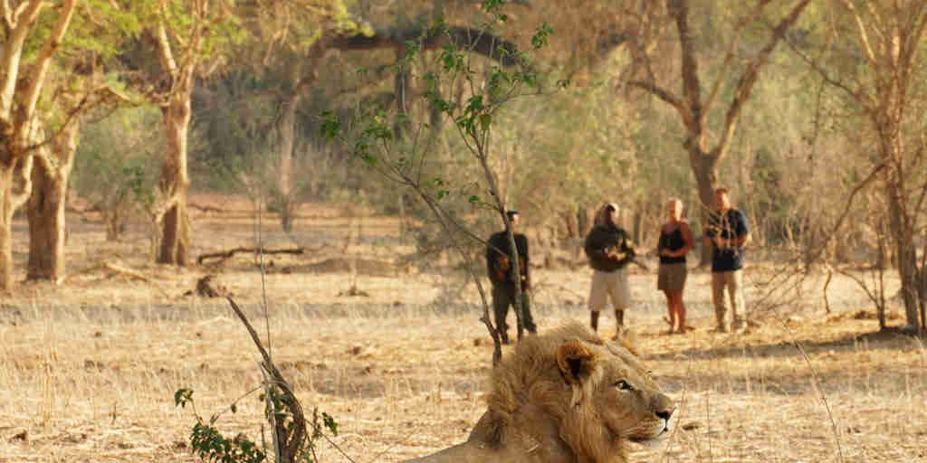 lion encounter, zambia walking safaris, zambia