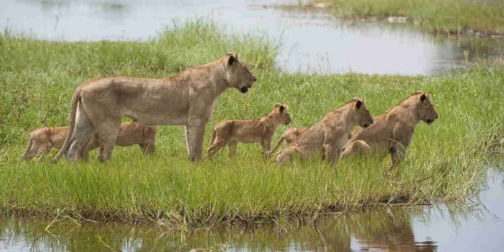 lion safaris, moremi game reserve, africa vacations