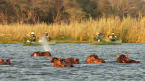 OM canoe hippos