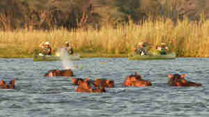 OM canoe hippos