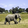 lone elephant in botswana, africa areas and experiences