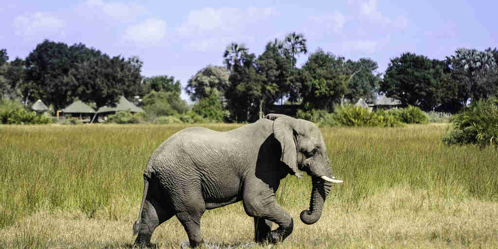 lone elephant in botswana, africa areas and experiences
