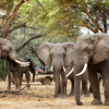 STC Game Drive 1