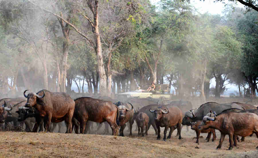 buffalo herd, lower zambezi national park, zambia safairs