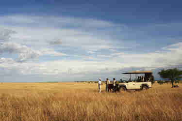 east africa tanzania game drive yellow zebra safaris
