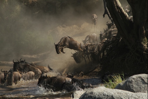 River Crossing, The Serengeti, Tanzania
