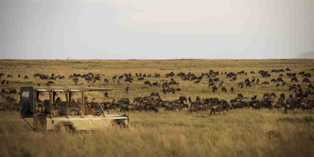 Kimondo Camp Game Drive Wildebeest Migration Eliza Deacon HR