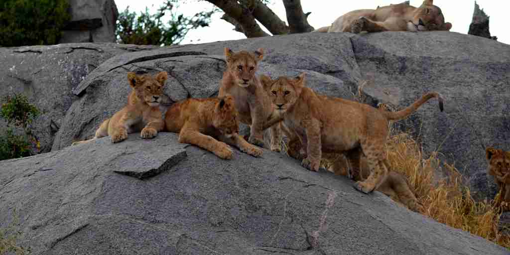 Lion cubs on kopje Soit Lemontonye Serengeti Allan Earnshaw MR