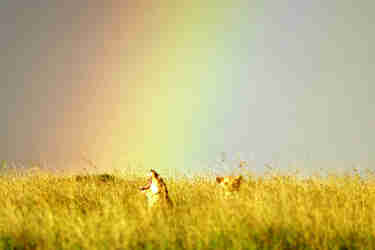 Lioness rainbow Soit Lemontonye LR