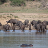 buffalo and hippo, thornybush game reserve, south africa