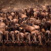 Mara crossing wildebeeste1 AS
