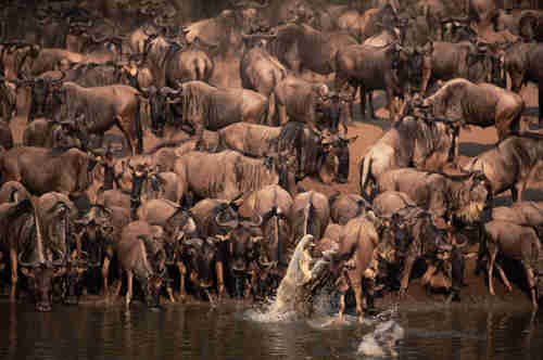 Mara wildebeeste drinking AS