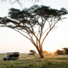 Namiri Plains Serengeti morning game drive Tanveer Badal HR