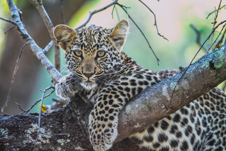 LeopardCub