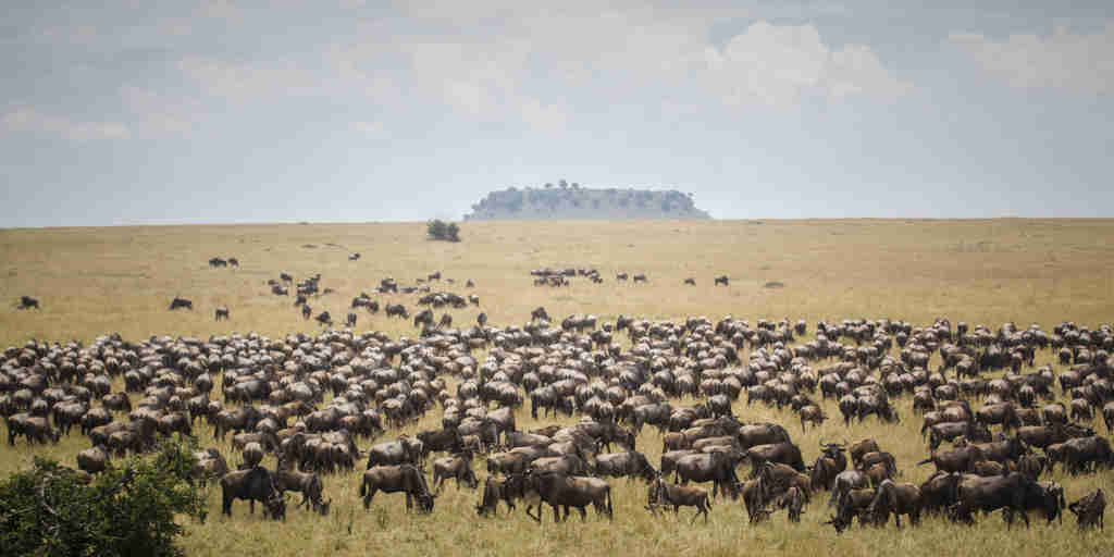 Wildebeest herds, Serengeti National Park, Tanzania