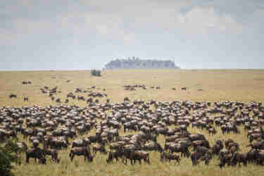 Wildebeest herds, Serengeti National Park, Tanzania