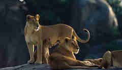 Serengeti lionesses on kopje AS