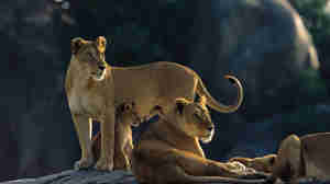 Serengeti lionesses on kopje AS