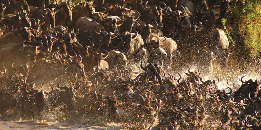 River crossing of the wildebeest migration, Tanzania