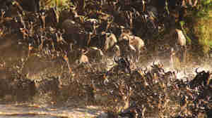 River crossing of the wildebeest migration, Tanzania