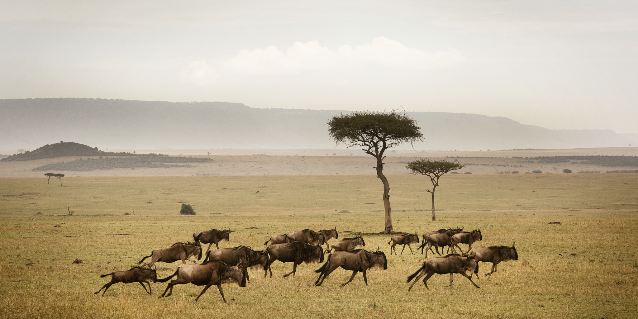 Wildebeest Herd Running Serengeti Eliza Deacon MR