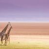 Giraffes in Lake Manyara National Park, Tanzania