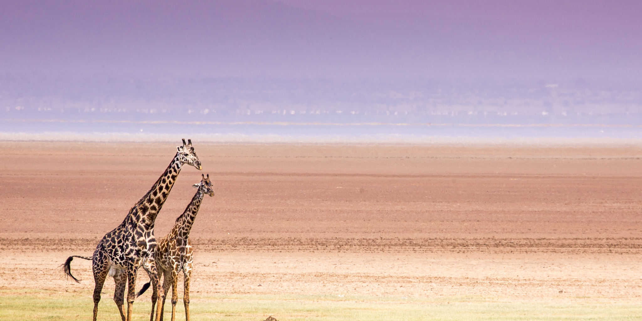 Giraffes in Lake Manyara National Park, Tanzania