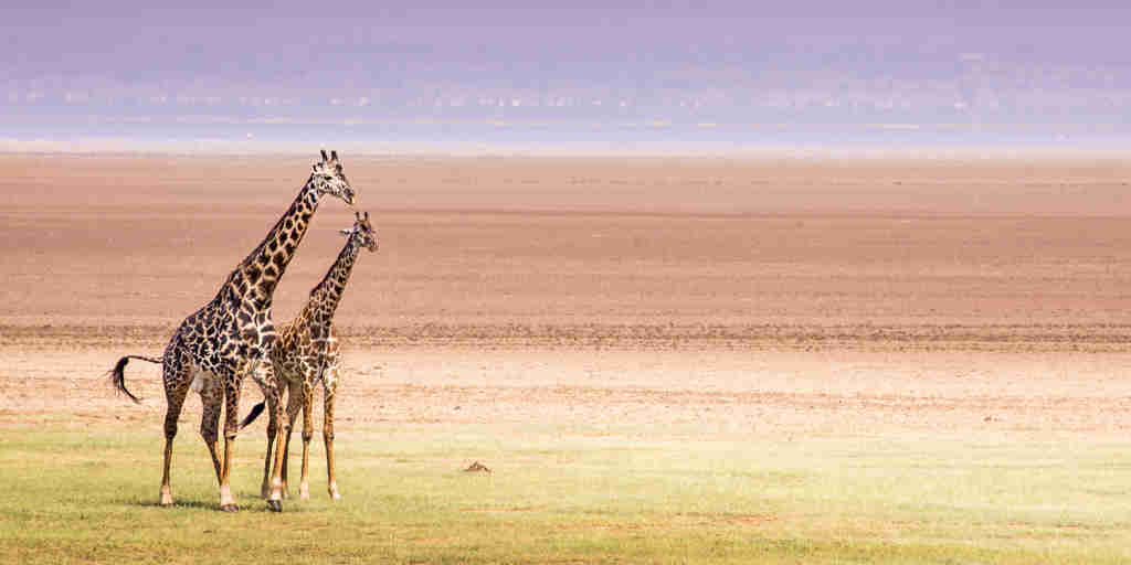 Giraffes in Lake Manyara National Park, Tanzania