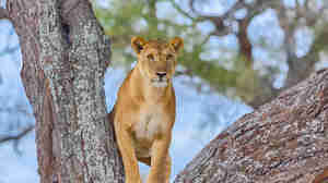 Tree-climbing lion, Lake Manyara National Park