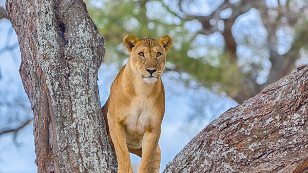 Tree-climbing lion, Lake Manyara National Park