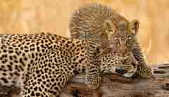 leopard cub, luangwa areas and experiences, zambia