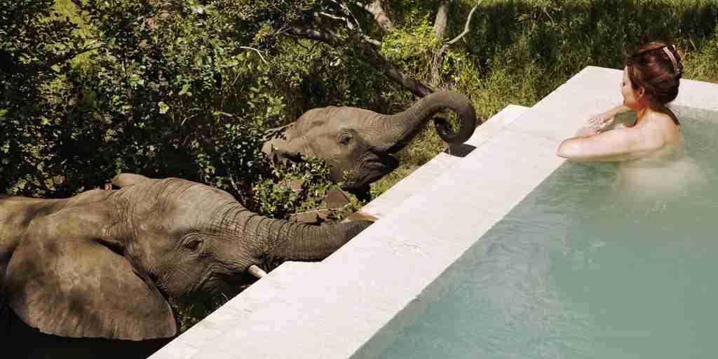 plunge pool and elephants, thornybush game reserve, south africa