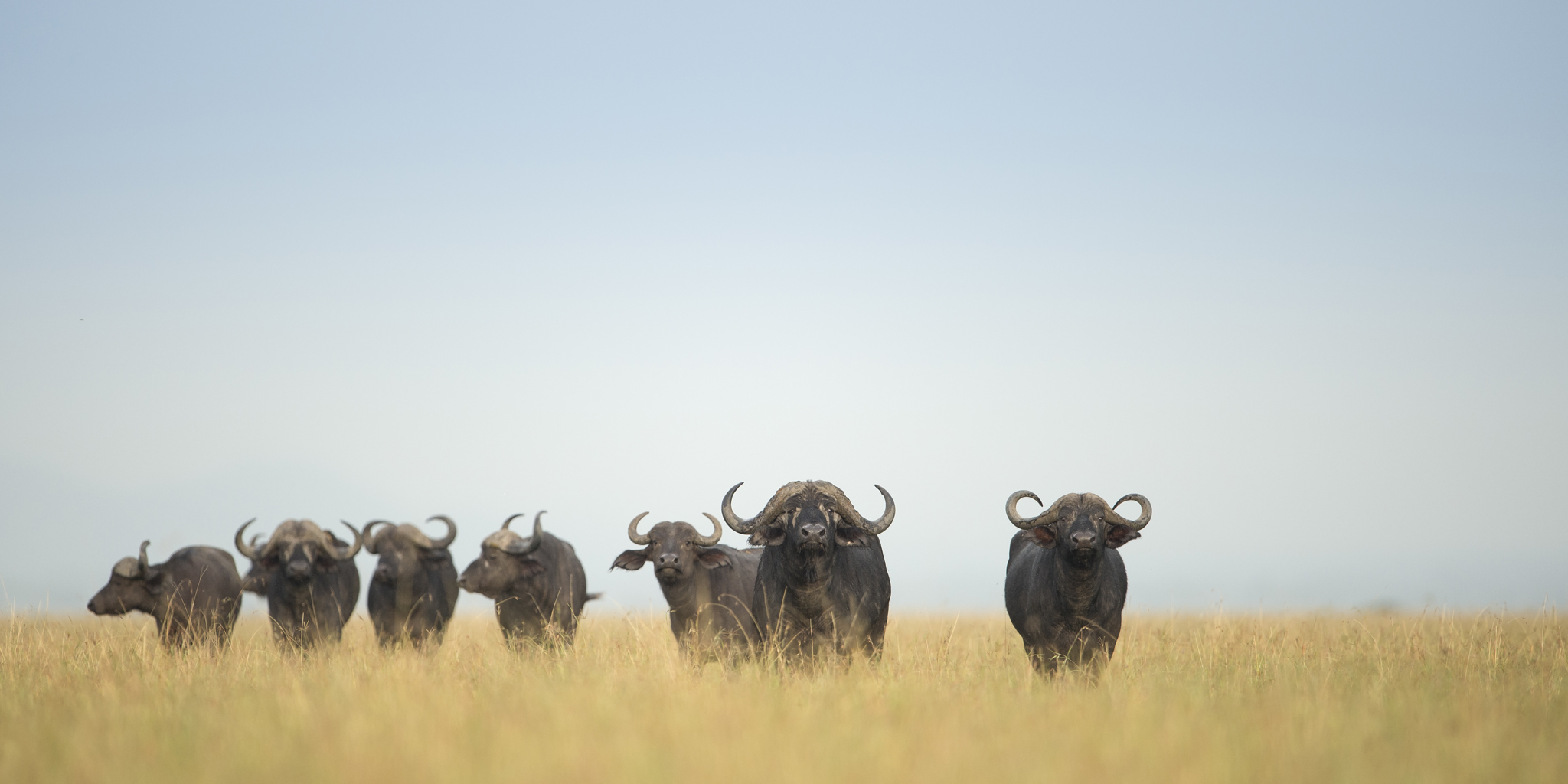 Singita Sasakwa Wildlife4