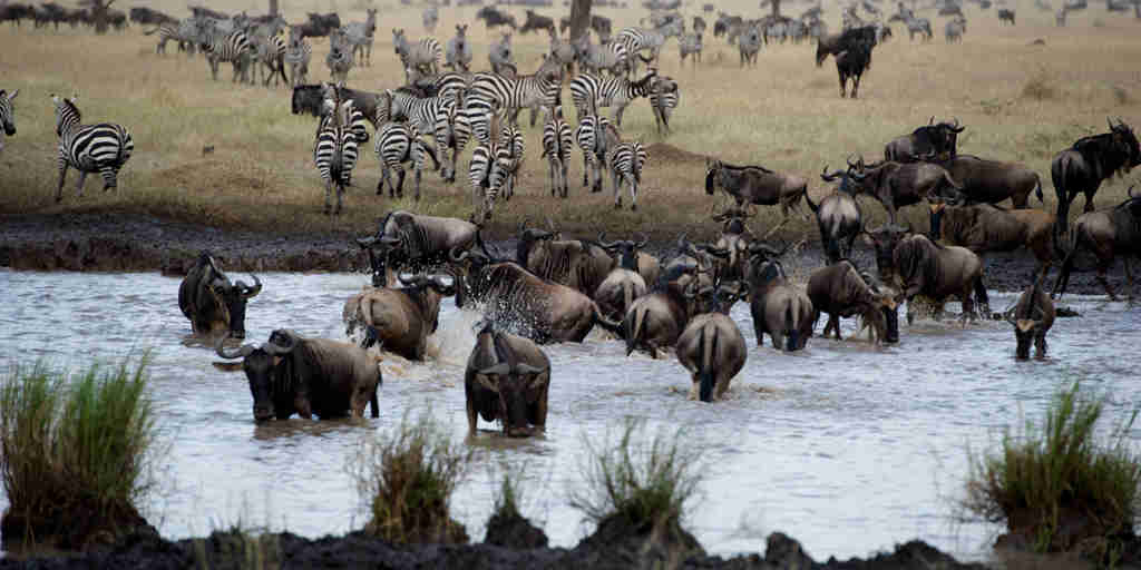 Singita Mara River Wildlife3