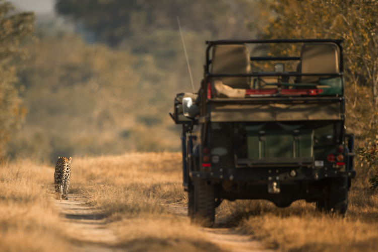 Singita Boulders Lodge Game Drive6