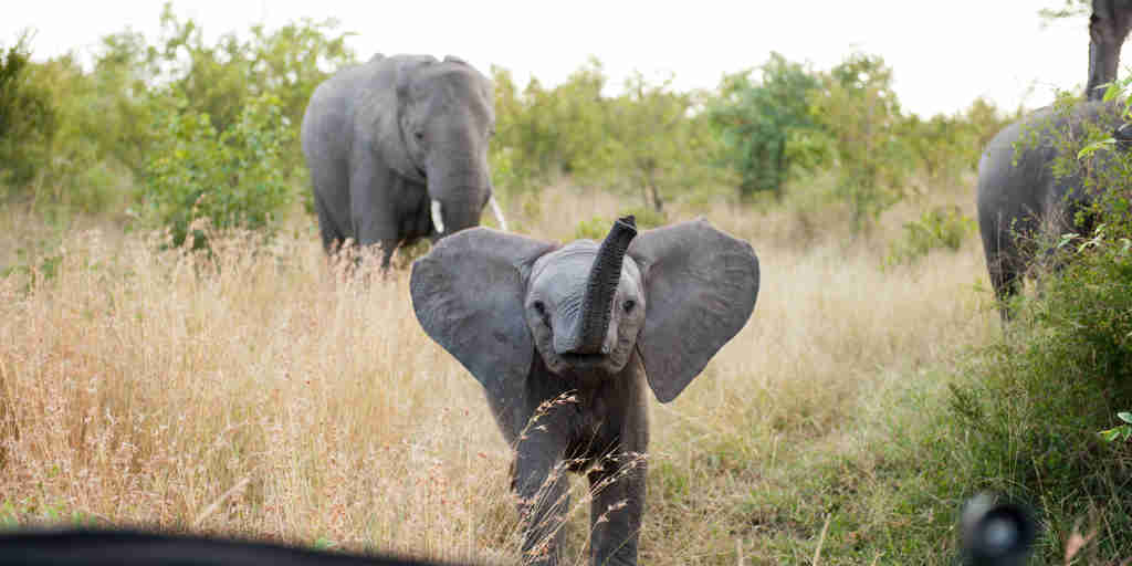 baby elephant in sabi sand reserves, south africa