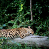 Leopard Napping, Sabi Sand Reserve, South Africa
