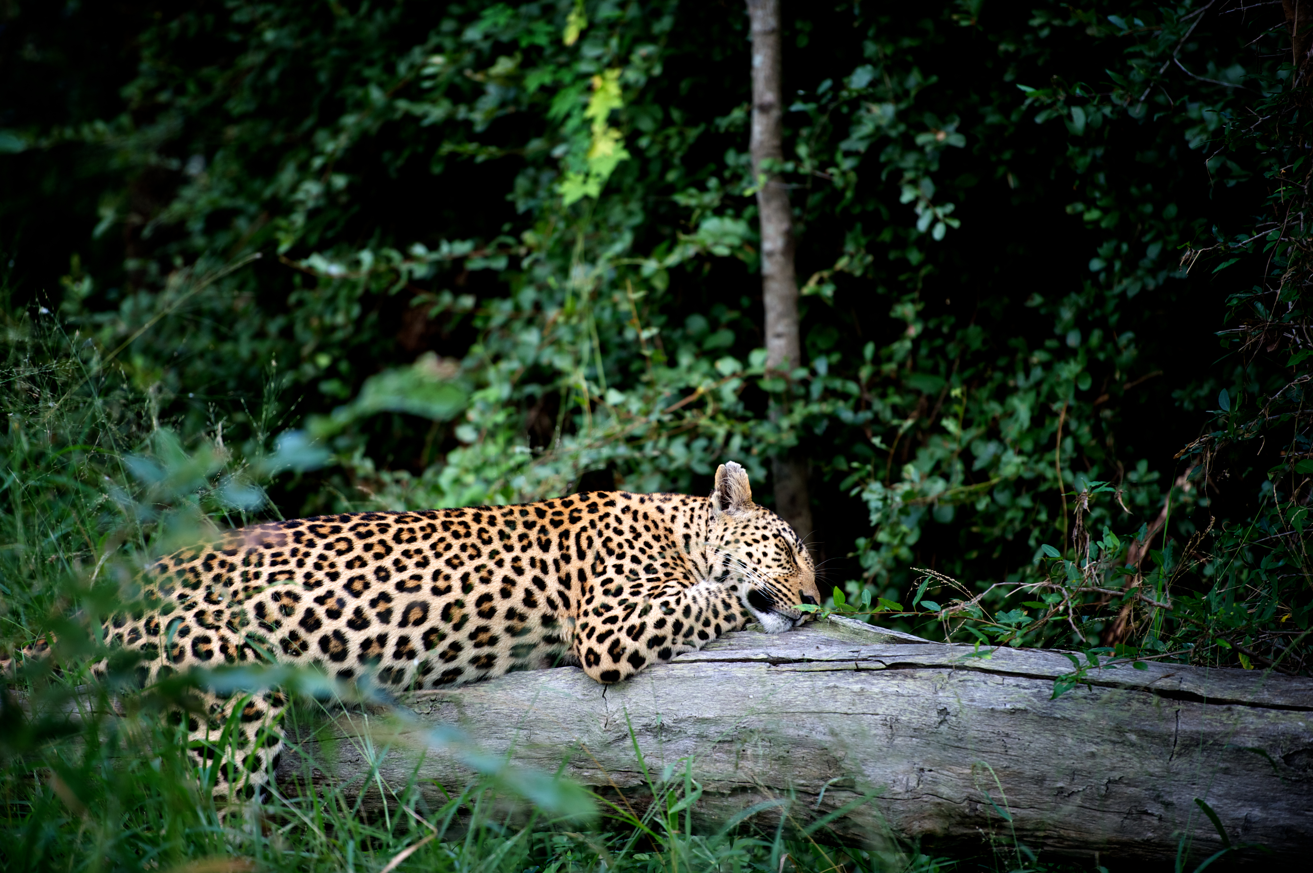 Leopard Napping, Sabi Sand Reserve, South Africa